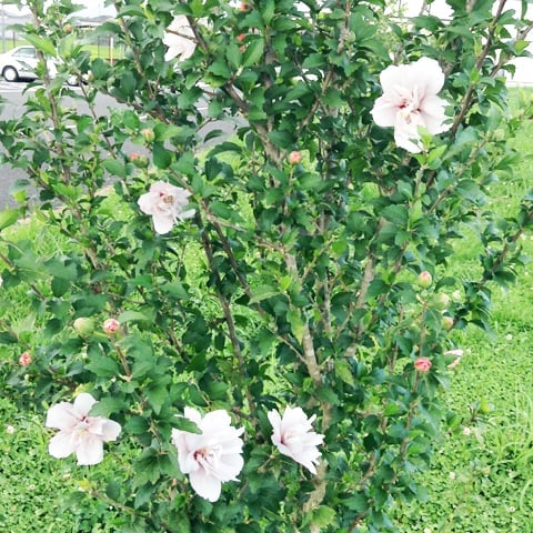 木槿の花-2