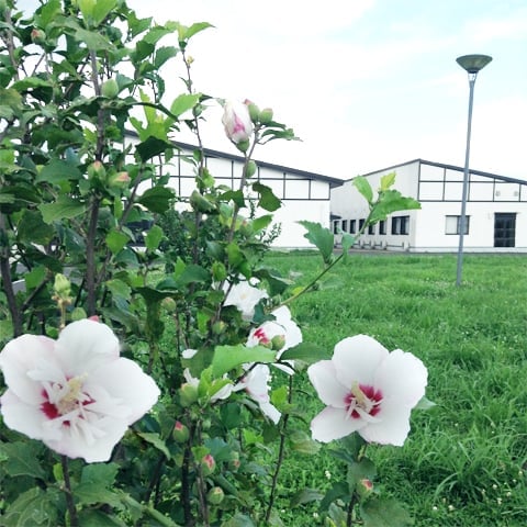 木槿（むくげ）の花咲く季節