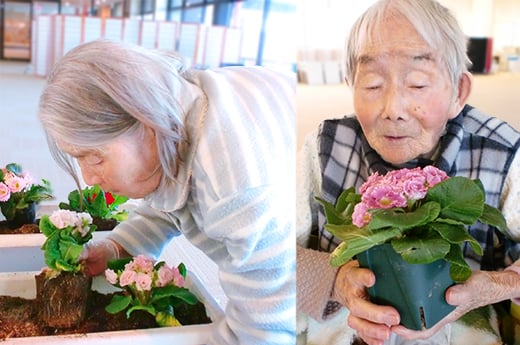 プリムラの植え替えの様子-2