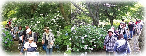 紫陽花散歩教室